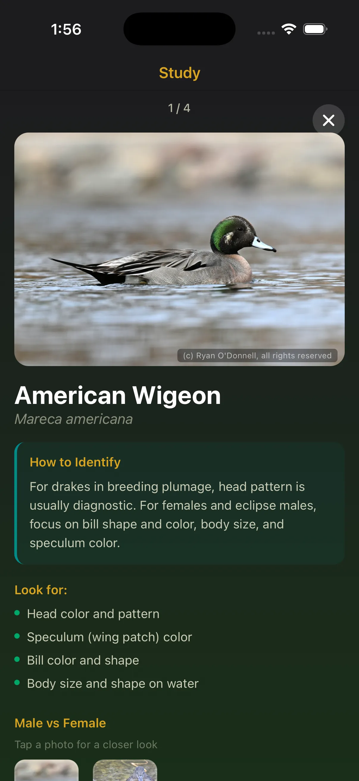 App screen showing field marks and details for a bird species