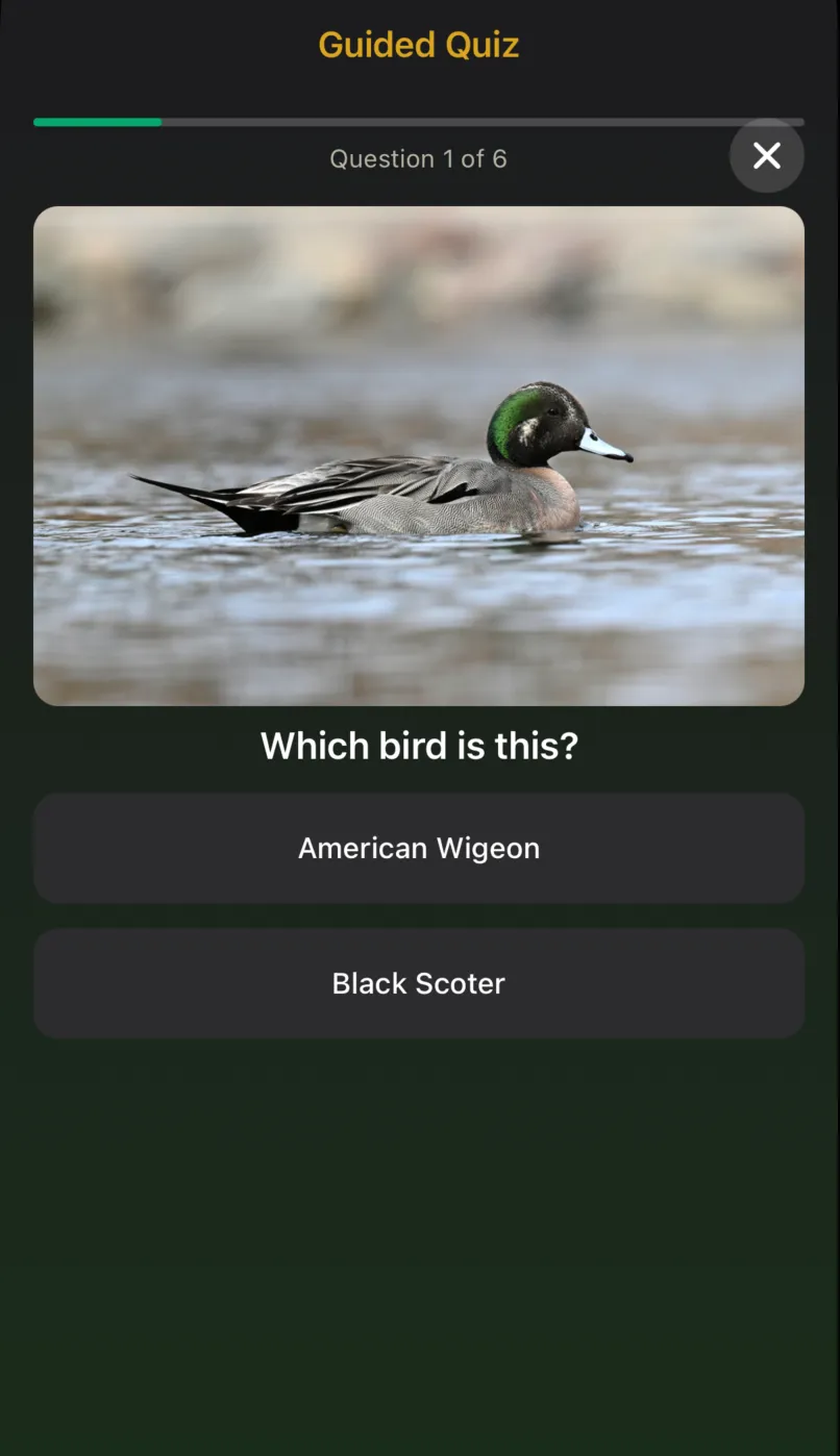 BirdBrain quiz screen showing a multiple choice question